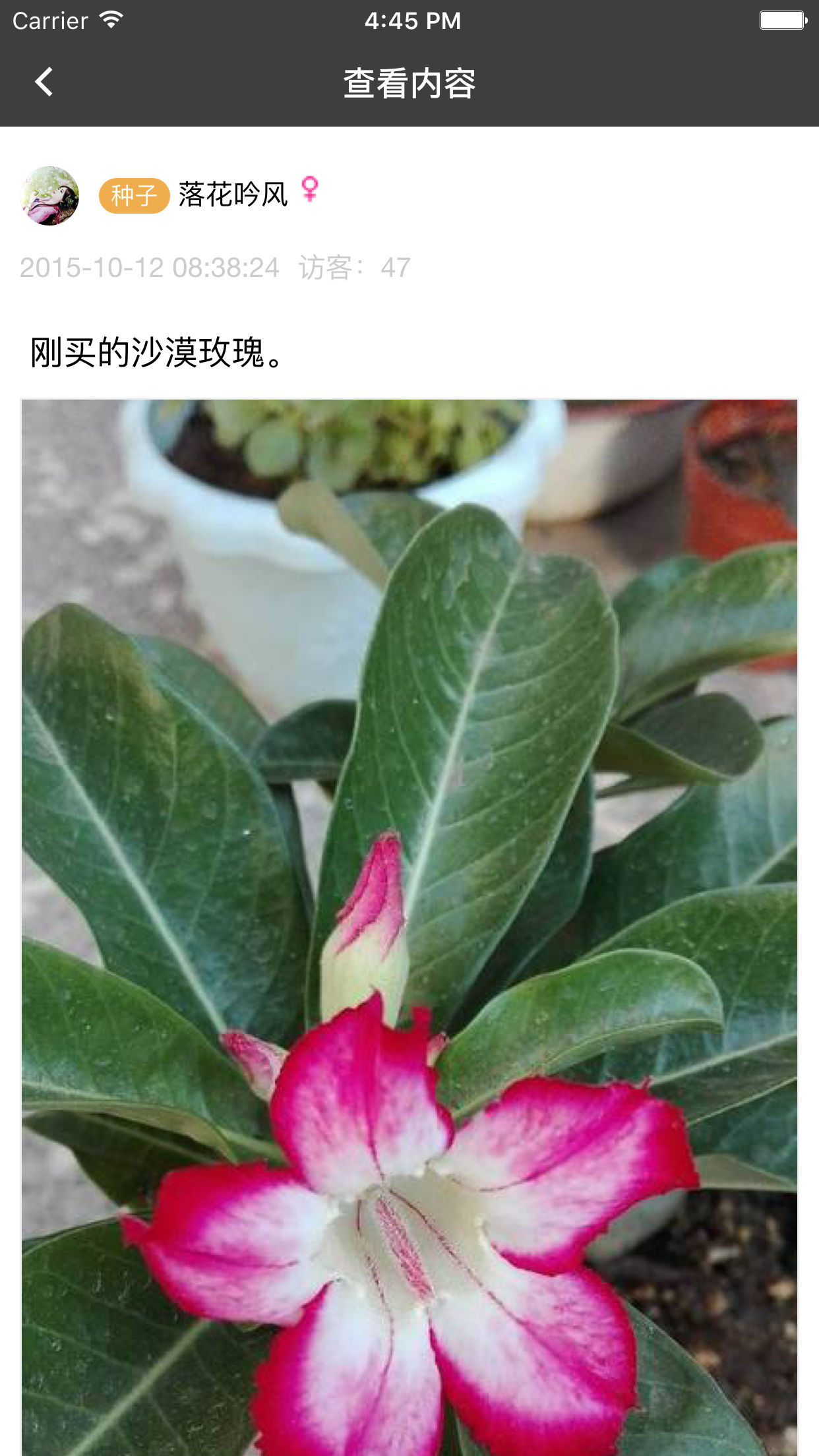 楓橋居花卉游戲截圖3