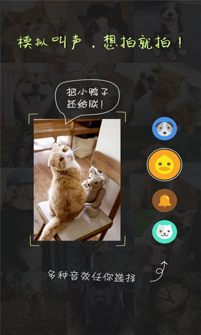 萌宠相机游戏截图2